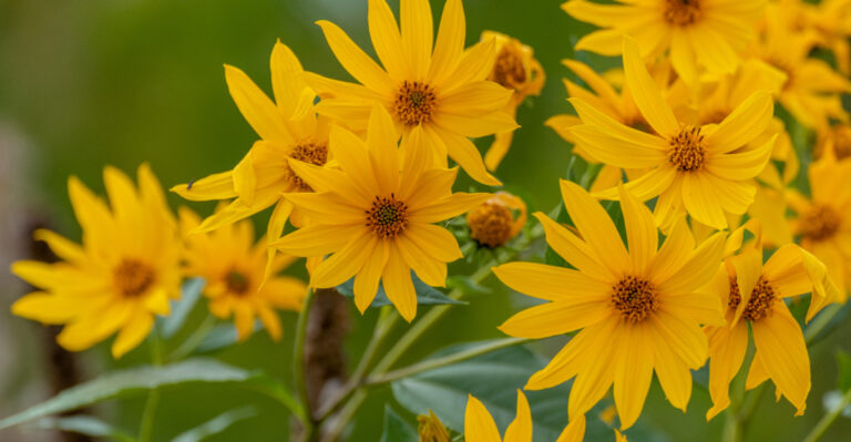 Yellow sawtooth sunflowers