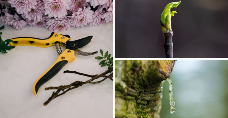 Why Missouri Arborists Are Telling Homeowners To Put Down The Pruning Shears
