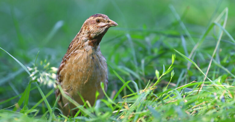 What It Means When You Stop Seeing Quail In Your Arizona Yard