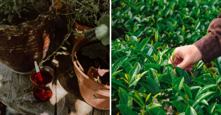 There’s A New Tea Trend Growing In Alabama Backyards, And It’s Not Sweet Tea