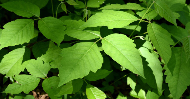 This Common Virginia Shrub May Deserve More Caution Than A Copperhead