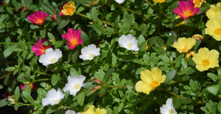 portulaca