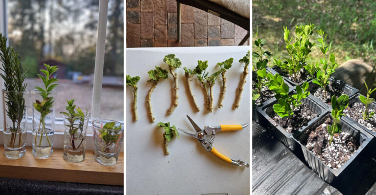Take Cuttings From These 9 Outdoor Plants Before August Ends In Wisconsin