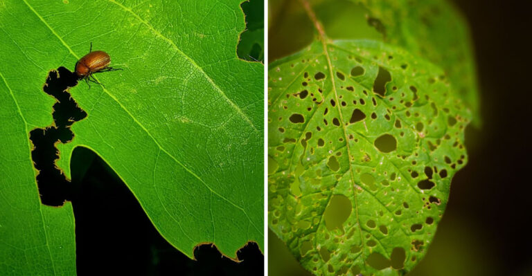 This Garden Pest Is New To Minnesota, And It Hides Where You’d Never Look