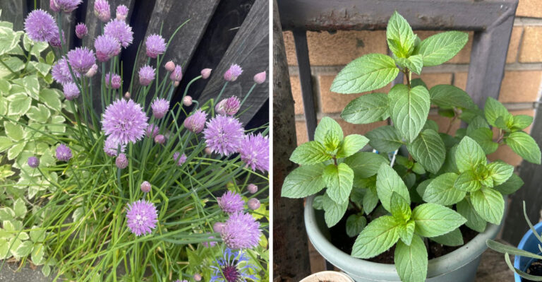 What To Harvest From Your Georgia Herb Garden Before The Heat Peaks