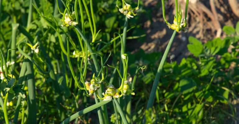egyptian walking onion