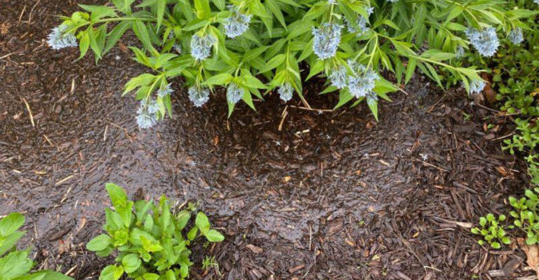 The Mulch Habit Turning Pennsylvania Yards Into Standing Water After Heavy Rain