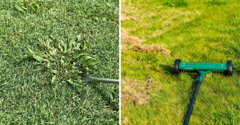 8 Things New Jersey Lawns Require Before Fall Arrives To Keep Crabgrass From Spreading