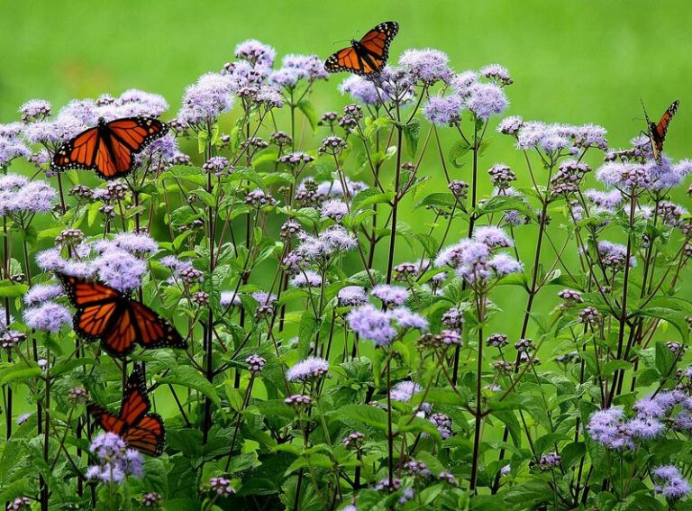 A Conspicuous Native That Keeps Color Going Long After Summer Fades In North Carolina