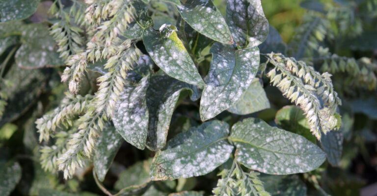 Don’t Ignore White Dust Spreading Across Your Kentucky Garden Beds