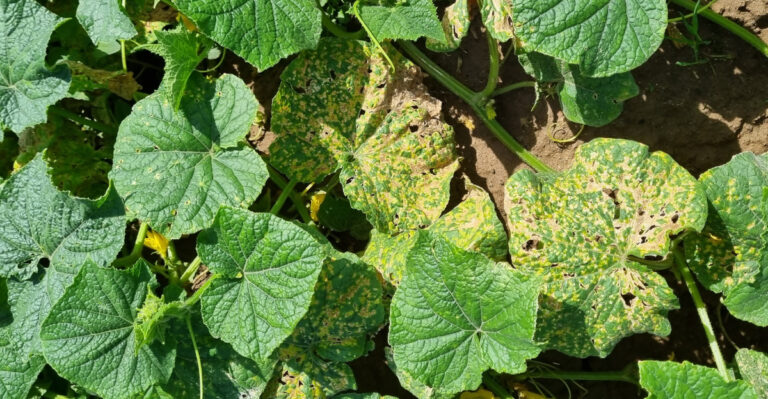 This Summer’s Cucumber Disease Is Causing Problems Across Virginia Gardens
