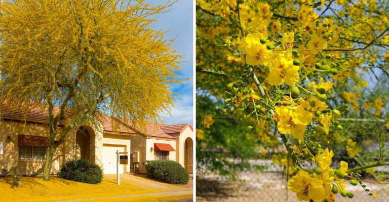 Why Palo Verde Trees Are Becoming A Favorite Small Shade Tree In Arizona