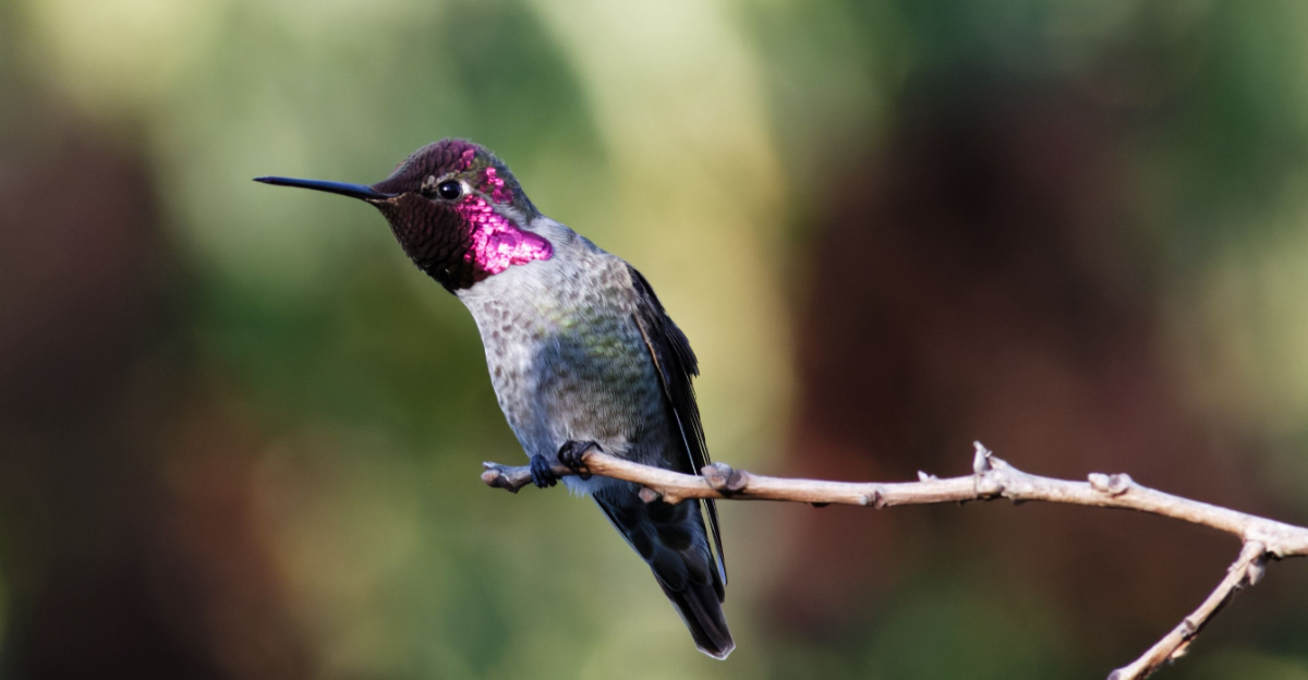 Anna's Hummingbird (featured image)
