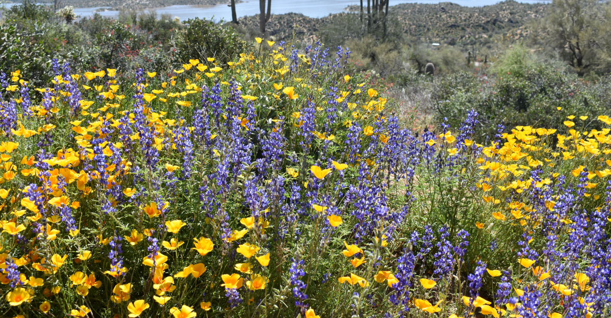 Wildflowers (featured image)