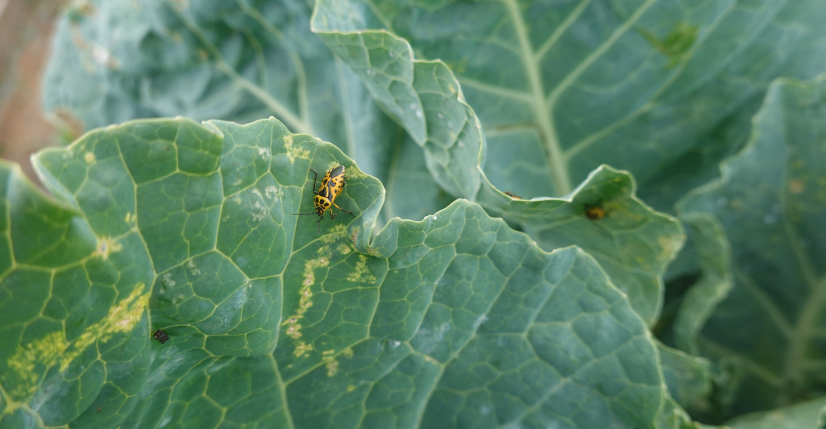 harlequin bug collard
