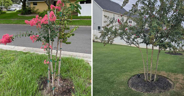 Why Moving A Mature Crape Myrtle In North Carolina Usually Goes Wrong