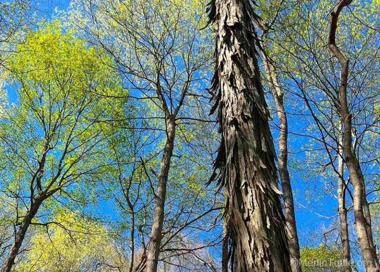 The One Native Tree That Pulls Mosquito-Eating Bats Into Your North Carolina Yard By Dusk