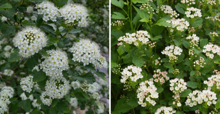 Skip Invasive Honeysuckle In Michigan Hedgerows And Plant This Native Bird Shelter Instead