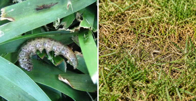 This Georgia Lawn Pest Can Leave Brown Patches Almost Overnight