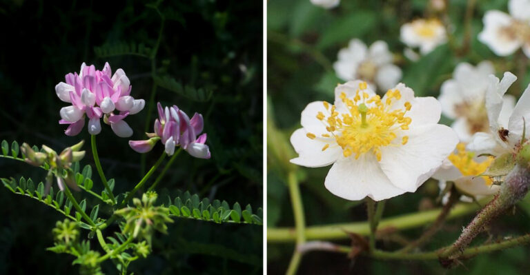 Don’t Plant These Flowers In Illinois If You Want A Low-Maintenance Yard