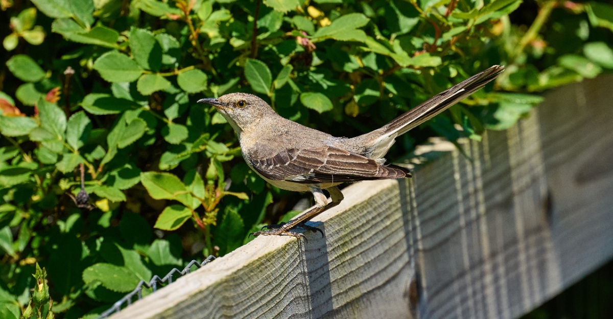Mocking Bird