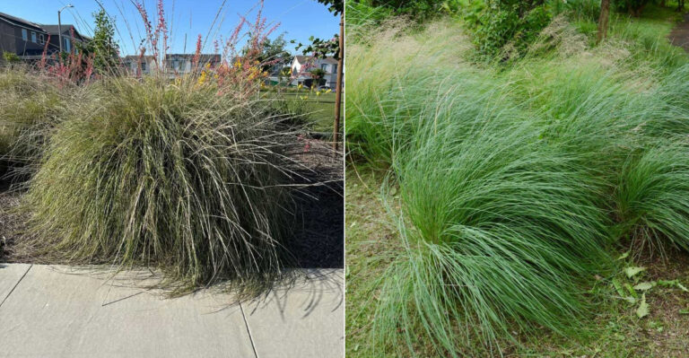 The One California Grass That Naturally Keeps Gophers Out Of Garden Beds