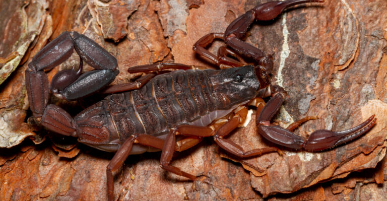 Centruroides Gracilis