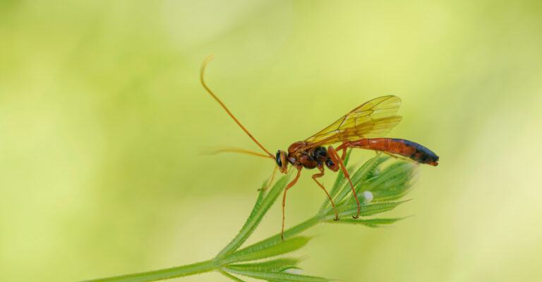 Ichneumonidae wasp