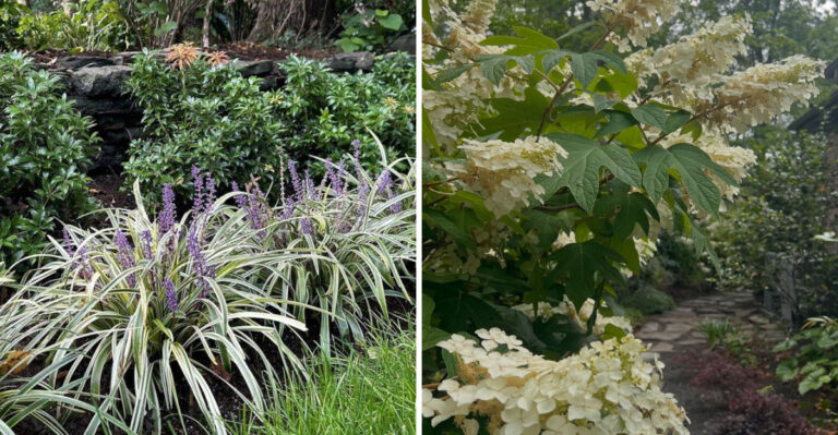 8 Tough North Carolina Plants That Handle Common Garden Problems