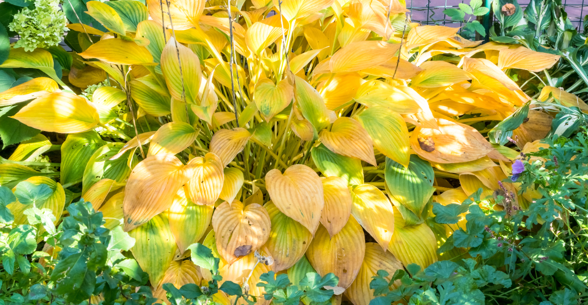 Hosta plant turning yellow