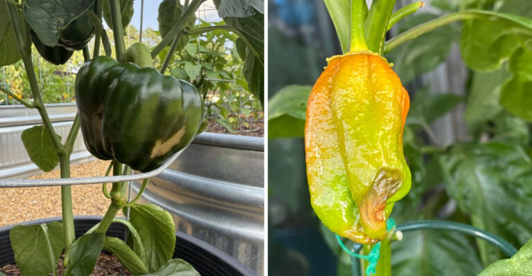Why Your Georgia Peppers Are Rotting On The Bottom In This Heat