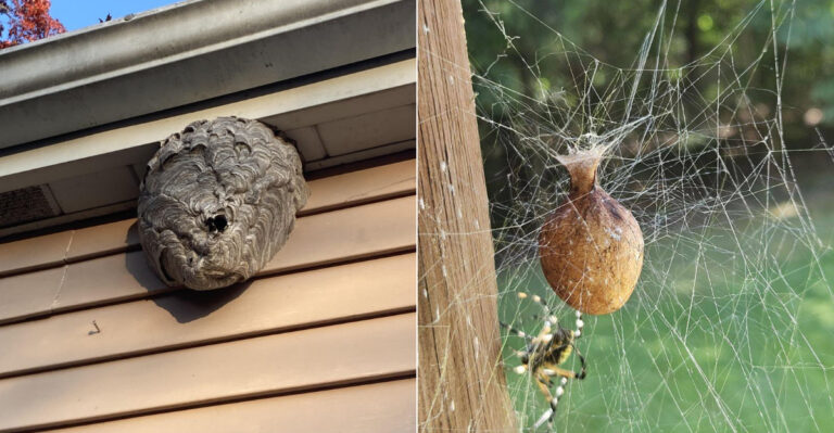 Common Oregon Nest Types Every Homeowner Should Recognize Before Disturbing Them