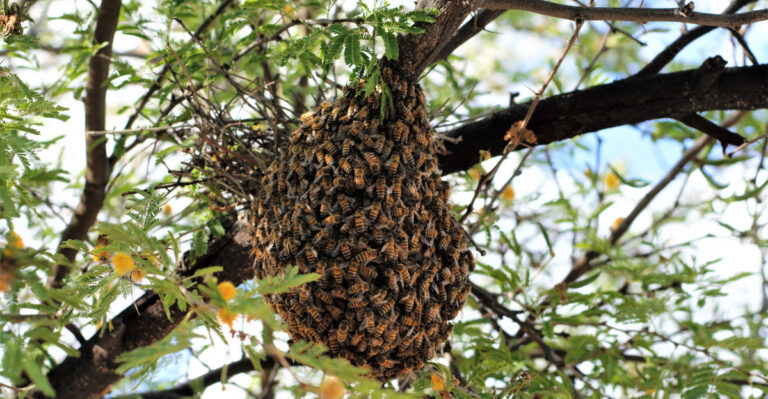 Why Africanized Bee Swarms Are More Common In California Than Most People Realize