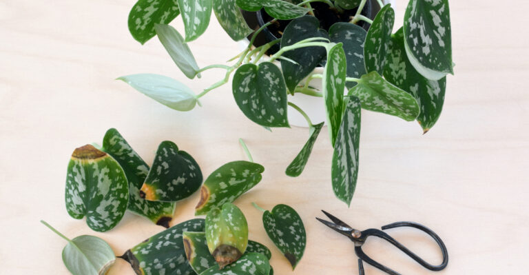 How To Prune Pothos For A Fuller Plant, Not A Leggy One, In Nevada