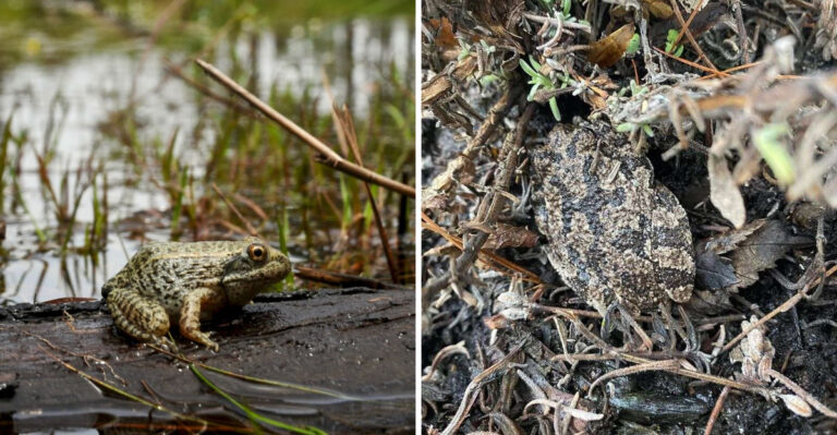 What It Means When You Find Toads Hiding In Your Georgia Garden