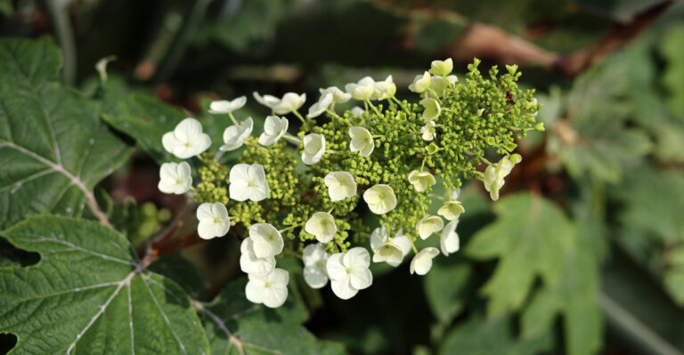 The Oregon Shrubs You Should Never Prune During This Late-Summer Heat
