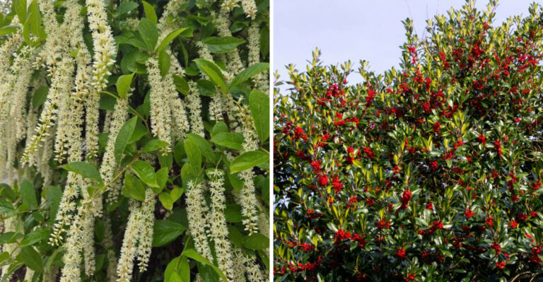 Native Georgia Shrubs That Handle Both Drought And Downpours Better Than Boxwood