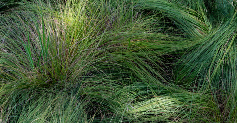 Heat-Proof Your Front Yard With This Native Illinois Groundcover
