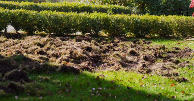 destroyed lawn