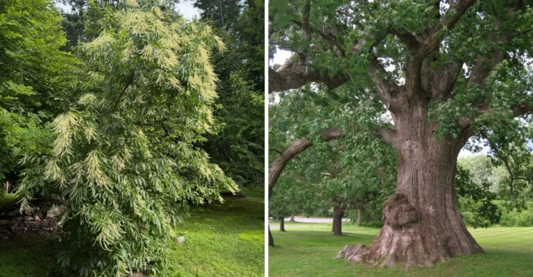 Pennsylvania Native Trees That Create Dense Shade Without Constant Cleanup