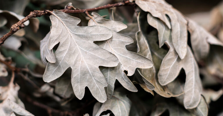What Late-Summer Wilting Really Means For Missouri Oak Trees