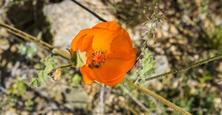 plant (featured image)