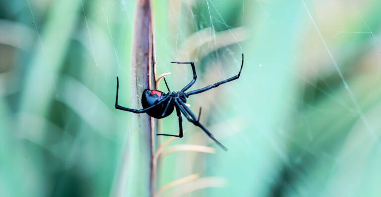 These California Yard Mistakes Attract More Black Widows During Heat Waves