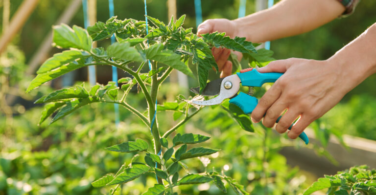 Stop Pruning Ohio Tomatoes Like This Before Heavy Rain
