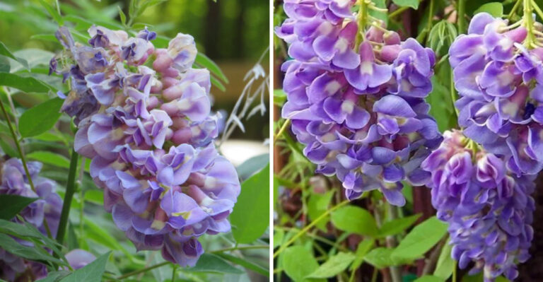 The One August Task That Determines How Well California Wisteria Blooms Next Spring
