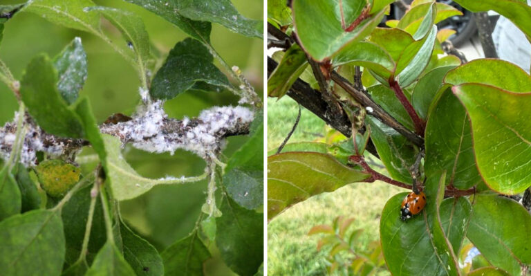 How To Spot Woolly Aphids On North Carolina Crape Myrtles Before They Spread