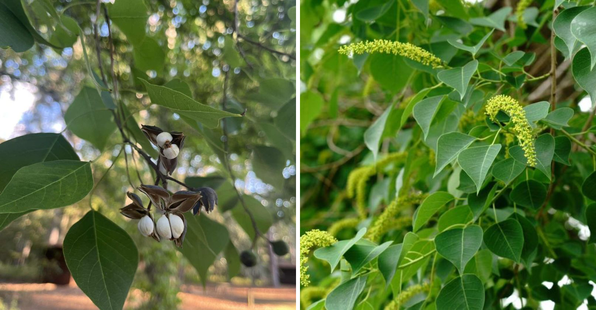chinese tallow tree
