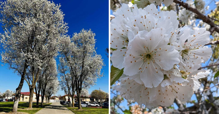 The Ornamental Tree Tennessee Homeowners Are Being Urged To Rethink