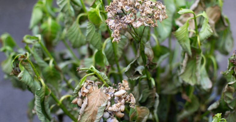8 Signs Your Hydrangea Is Getting Too Much Afternoon Sun