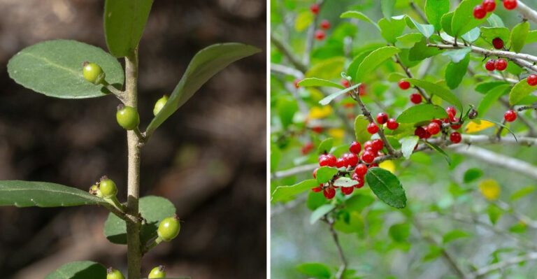 This Is Alabama’s Only Native Caffeine Plant, And Most People Rip It Out